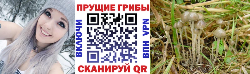 купить сайты МЕГА рабочий сайт Галлюциногенные грибы Psilocybine cubensis Завитинск